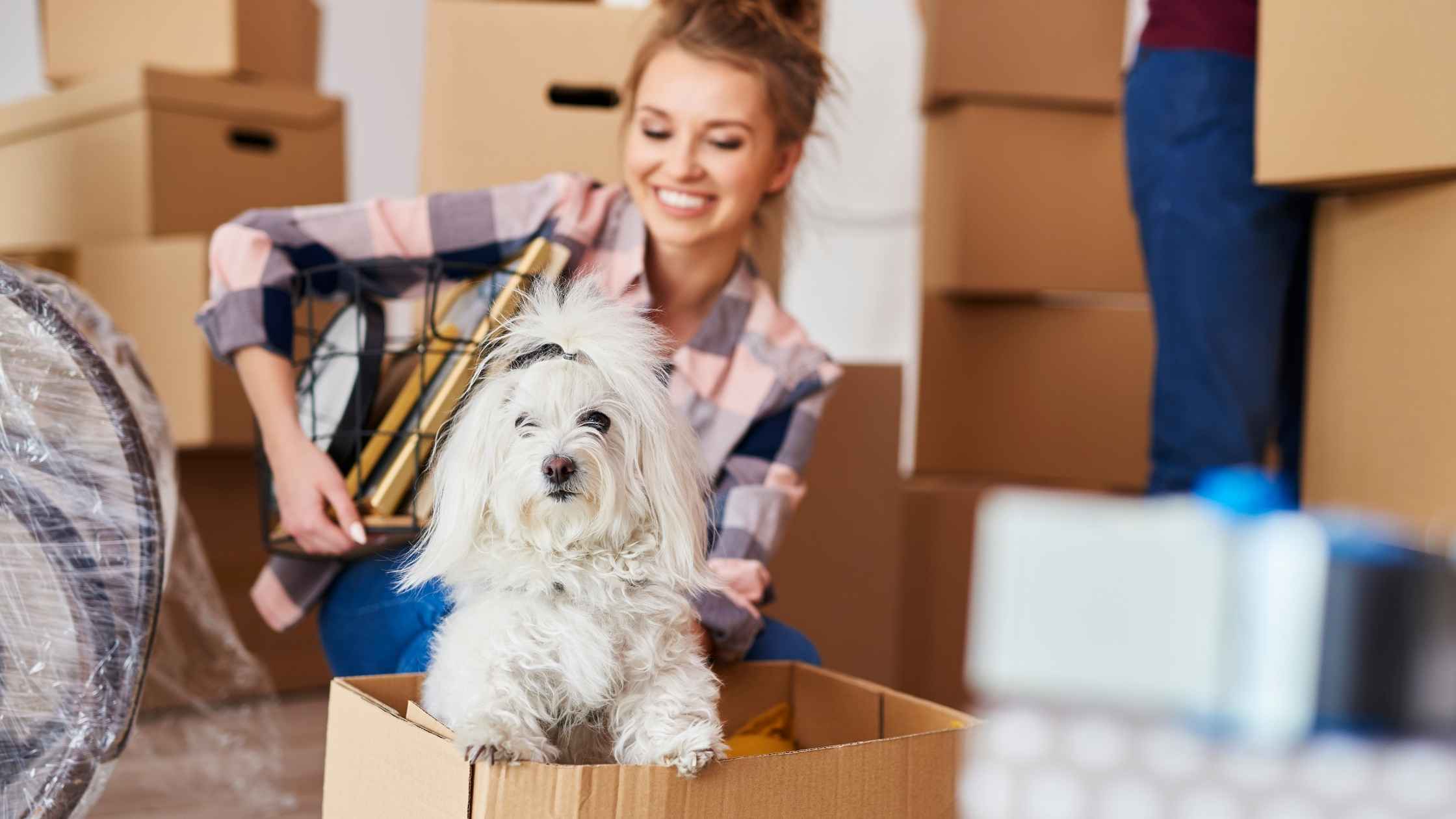 Long Distance Moving with Pets Blog Banner